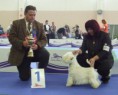 /album/ausstellungshunde/tommy-eurodogshow-bob-best-veteran-kicsi-jpg1/